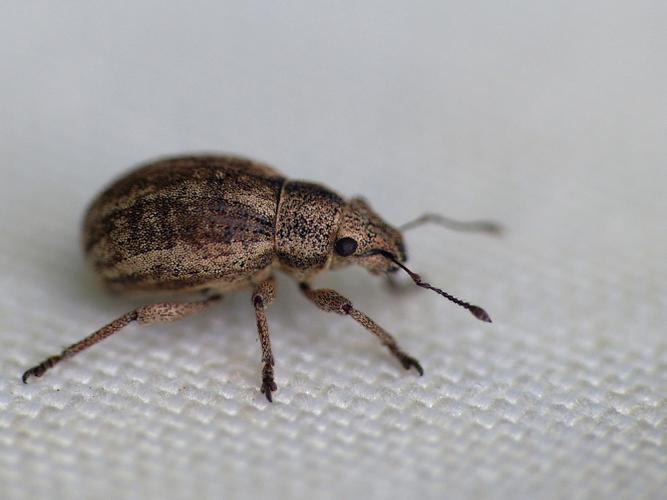 Strophosoma nebulosum © Morvan Debroize