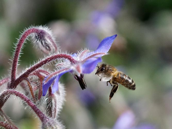 Abeille domestique (Apis mellifera), femelle butinant les fleurs de Bourrache © Sylvain Montagner