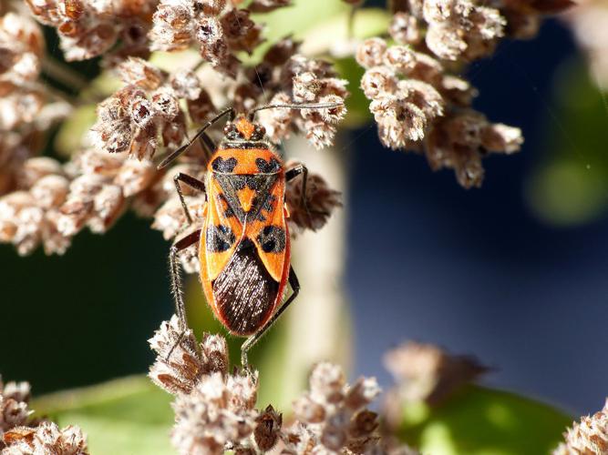 Corise de la jusquiame (Corizus hyosciami) © Morvan Debroize