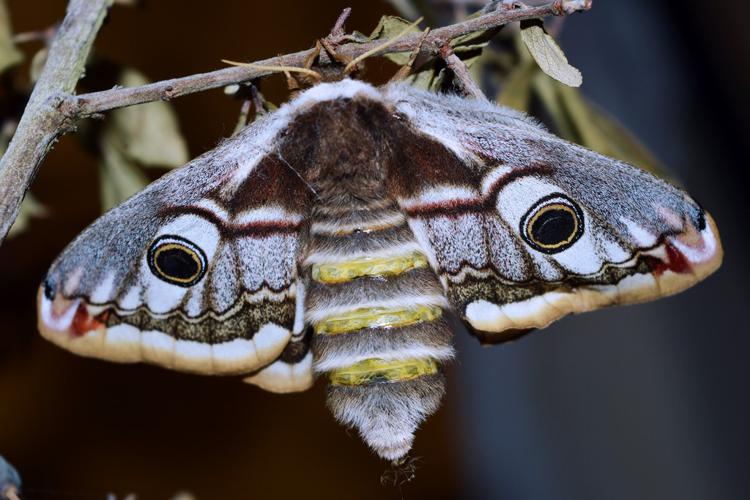 Petit Paon de Nuit (Saturnia pavonia), femelle © Maude Bakker