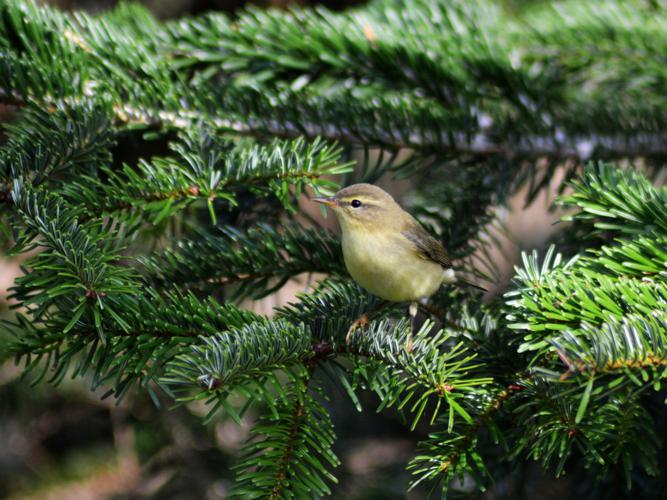 Pouillot fitis (Phylloscopus trochilus) © Maude Bakker