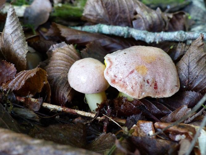 Bolet cramoisi (Aureoboletus gentilis) © Morvan Debroize