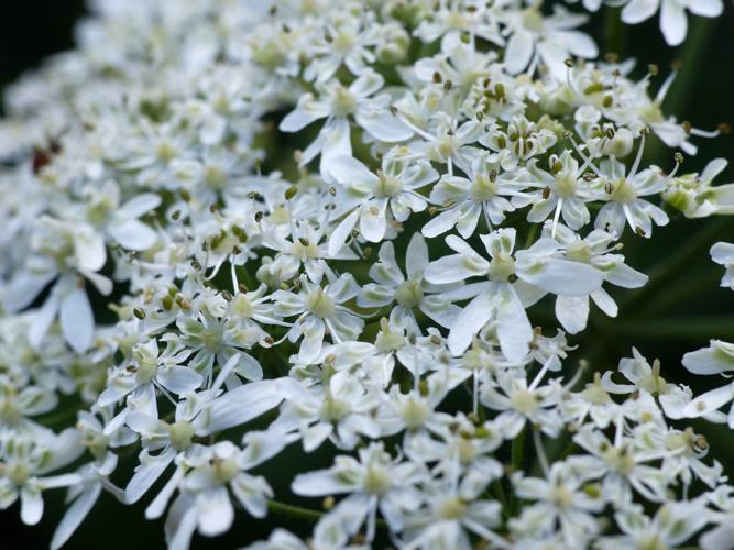 Berce commune (Heracleum sphondylium) © Morvan Debroize