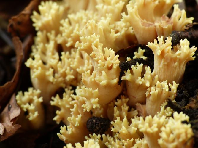 Clavaire jolie (Ramaria formosa) © Morvan Debroize