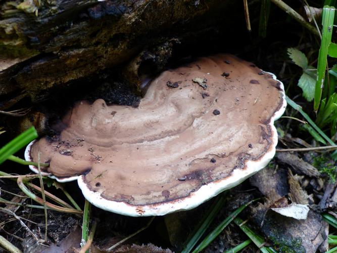 Ganoderme plat (Ganoderma lipsiense) © Morvan Debroize