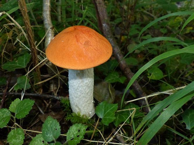 Bolet orangé (Leccinum albostipitatum) © Morvan Debroize