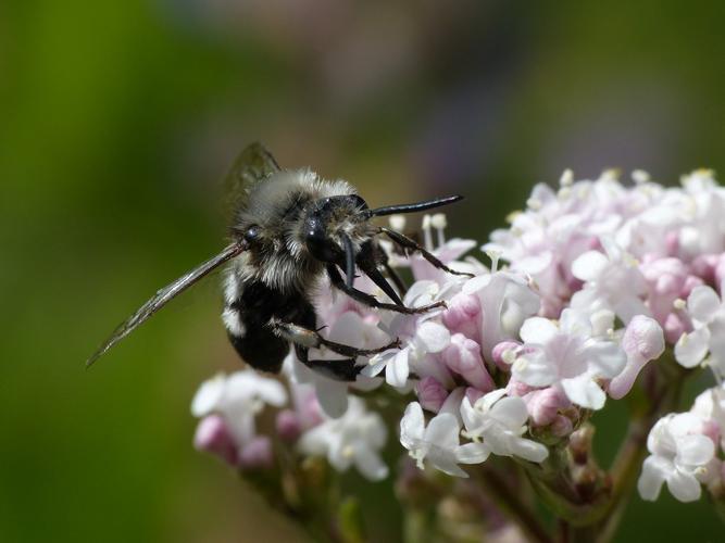 Mélècte commune (Melecta albifrons) © Morvan Debroize