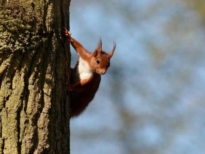 Un écureuil à La Recherche De Nourriture Dans Le Parc