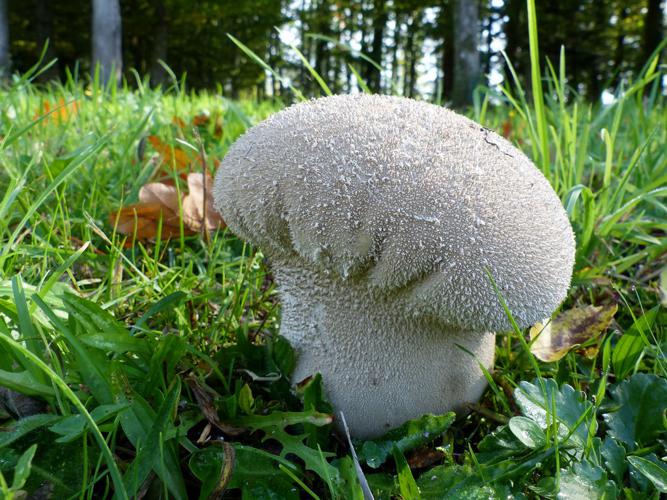 Calvatie en outre (Calvatia utriformis) © Morvan Debroize