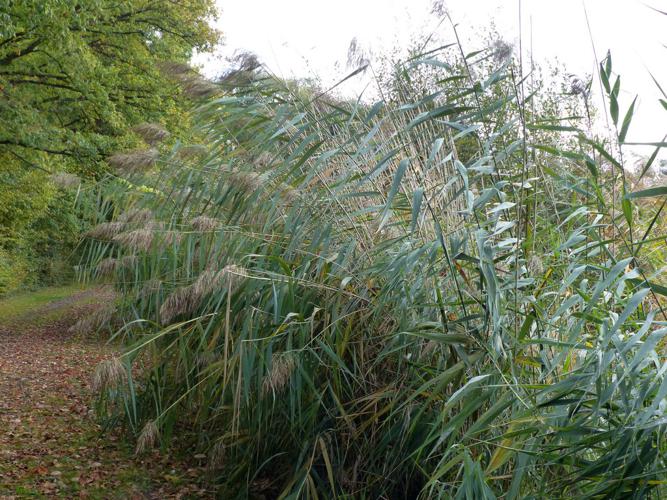 Roseau (Phragmites australis) © Morvan Debroize