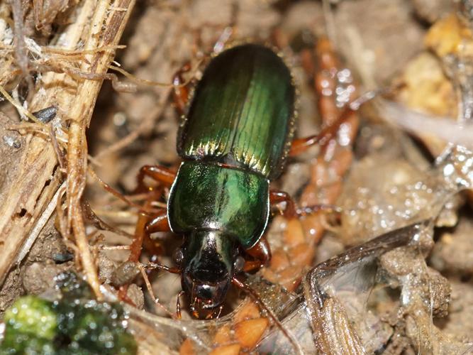 Carabe (Harpalus affinis) © Sylvain Montagner