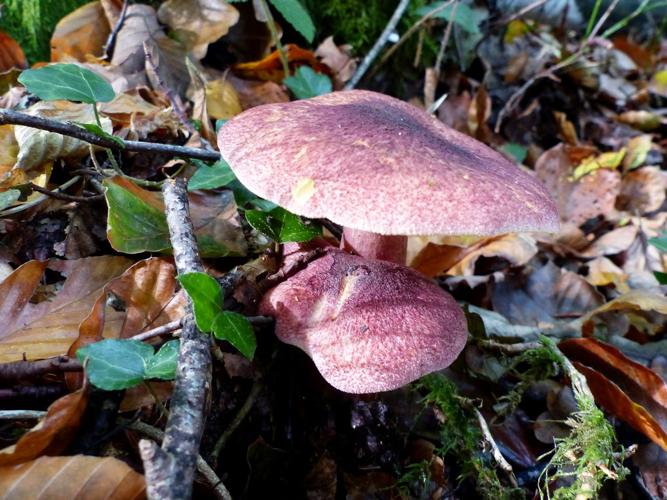 Tricholome rutilant (Tricholomopsis rutilans) © Morvan Debroize