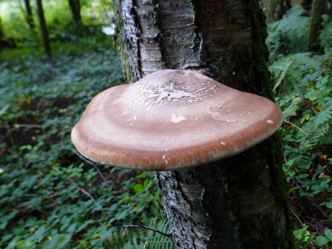 Polypore du bouleau (Piptoporus betulinus) © Morvan Debroize