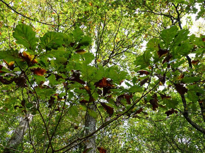 Chêne sessile (Quercus petraea) © Morvan Debroize