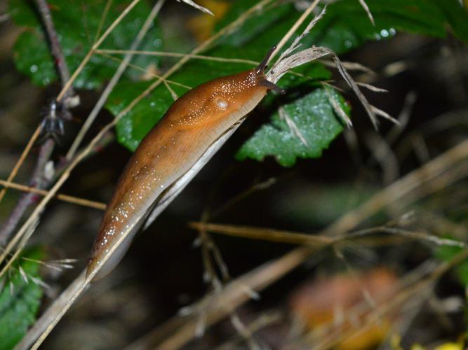 Loche roussâtre (Arion subfuscus) © Maude Bakker