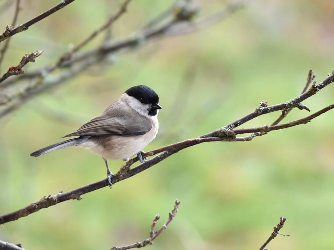 Mésange nonnette (Poecile palustris) © Cyrille Biegala