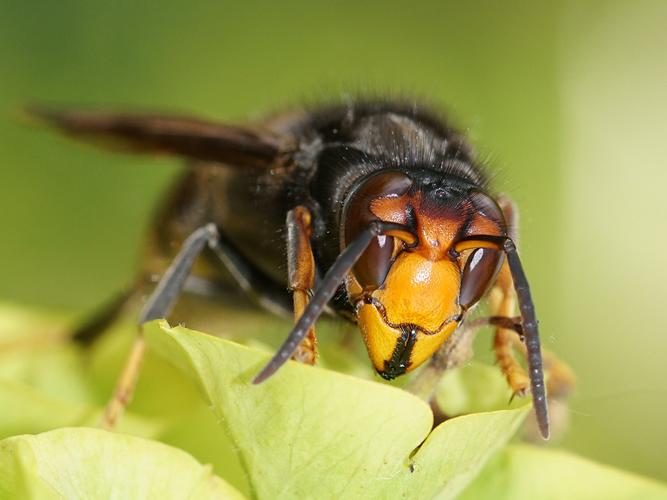 Frelon asiatique (Vespa velutina), face © Sylvain Montagner