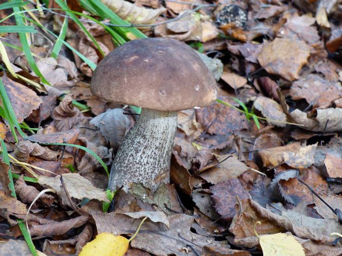 Bolet rude (Leccinum scabrum) © Morvan Debroize