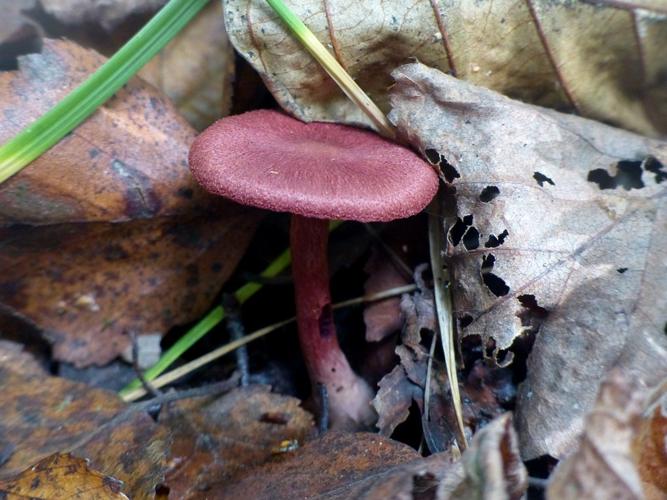 Cortinaire sanguin (Cortinarius sanguineus) © Morvan Debroize