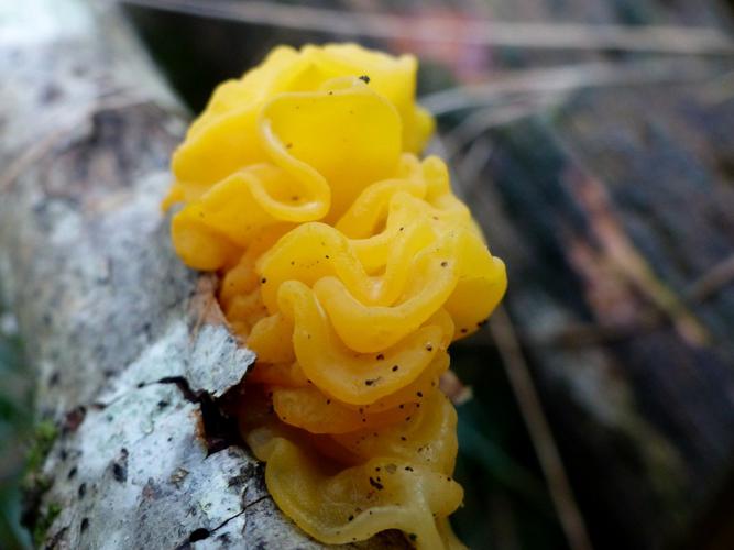 Trémelle mésentérique (Tremella mesenterica) © Morvan Debroize