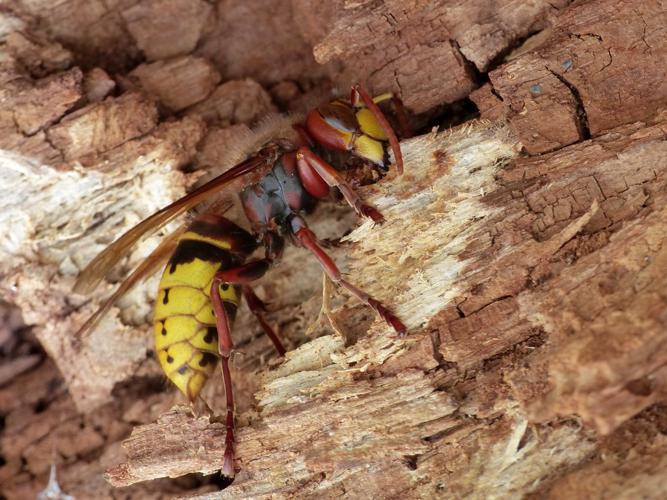 Frelon européen (Vespa crabro) © Morvan Debroize