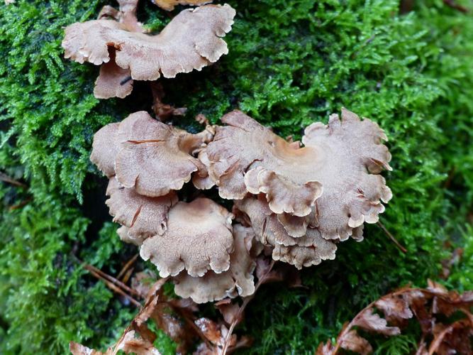 Panelle astringente (Panellus stipticus) © Morvan Debroize