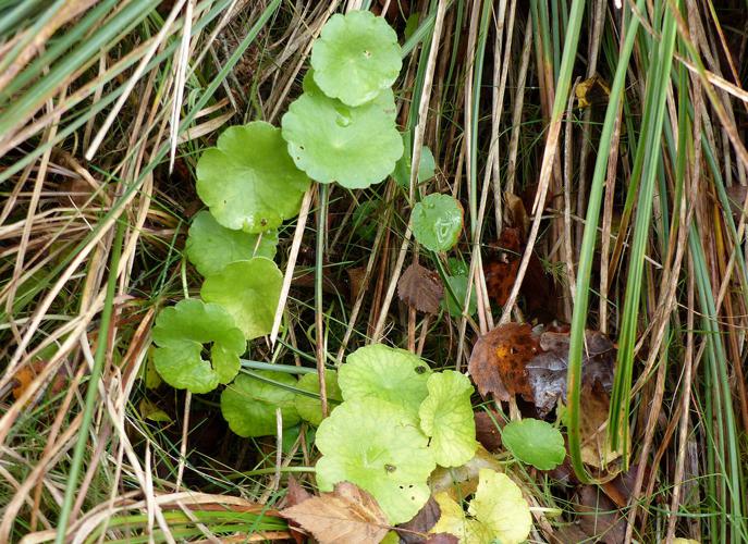 Écuelle d'eau (Hydrocotyle vulgaris) © Morvan Debroize