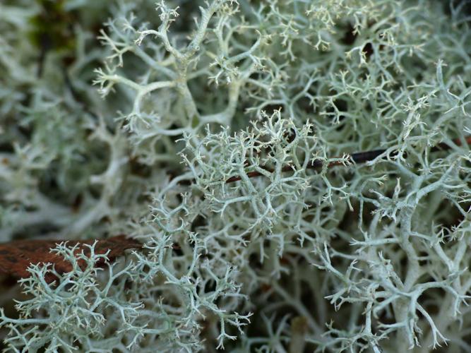 Cladonia portentosa © Morvan Debroize