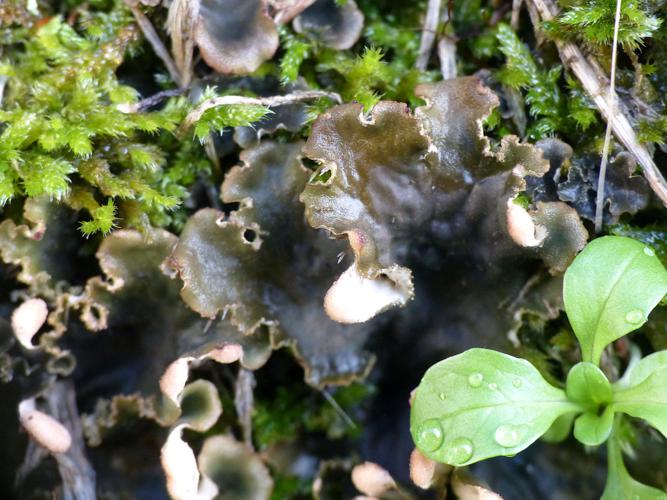 Peltigera praetextata © Morvan Debroize