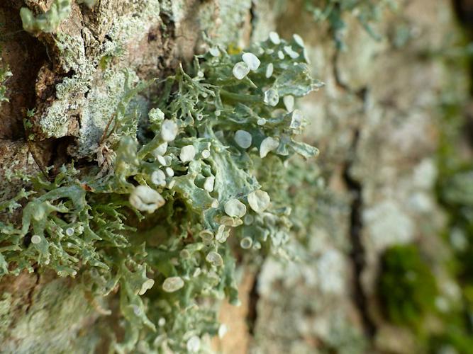 Ramalina fastigiata © Morvan Debroize