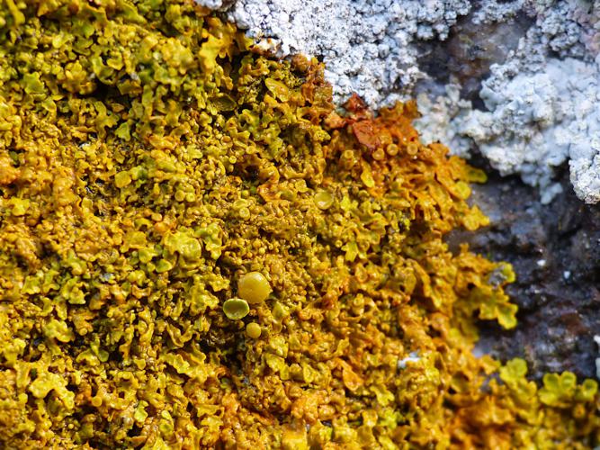 Xanthoria calcicola © Morvan Debroize