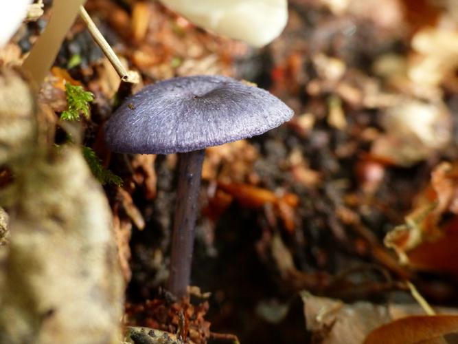 Entoloma euchroum © Morvan Debroize