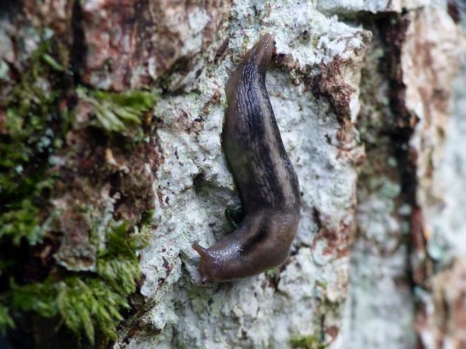 Limace des bois (Lehmannia marginata) © Morvan Debroize