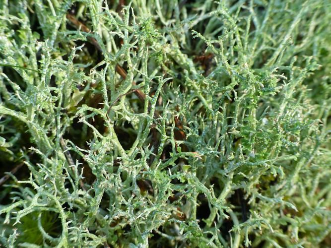 Cladonia furcata © Morvan Debroize