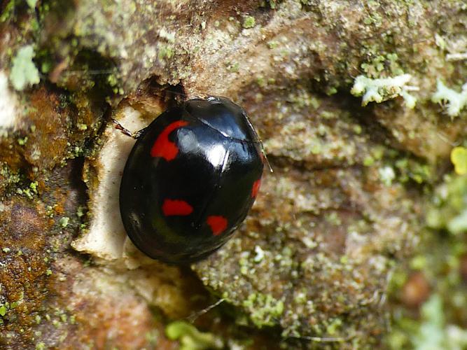 Coccinelle à virgule (Exochomus quadripustulatus) © Morvan Debroize