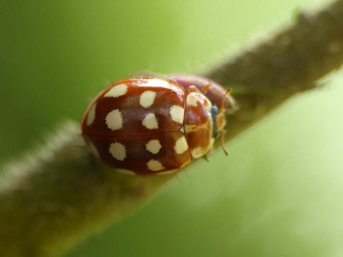 Coccinelle à 14 points blancs (Calvia quatuordecimguttata) © Morvan Debroize