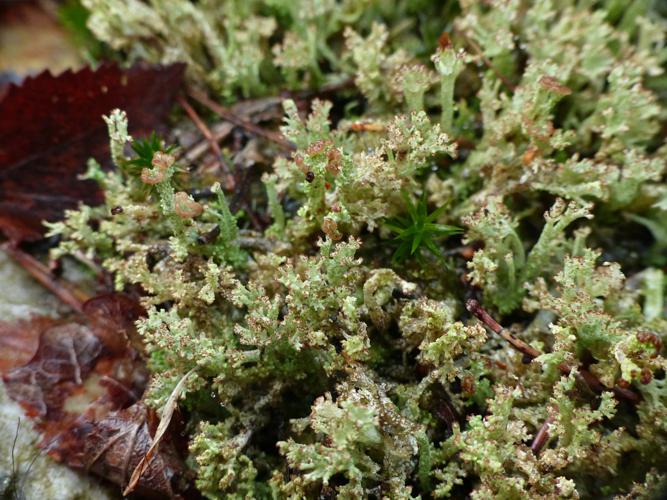 Cladonia ramulosa © Morvan Debroize