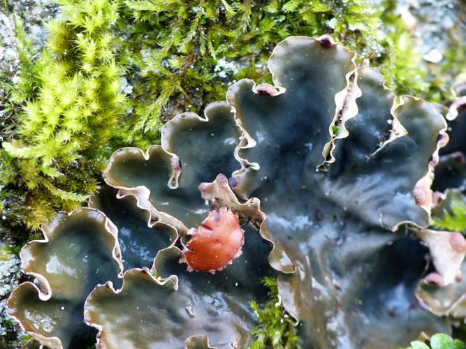 Peltigera horizontalis, détail apothécie brun châtain © Morvan Debroize