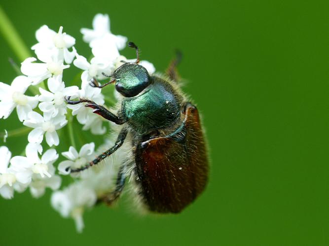 Hanneton horticole (Phyllopertha horticola) © Morvan Debroize