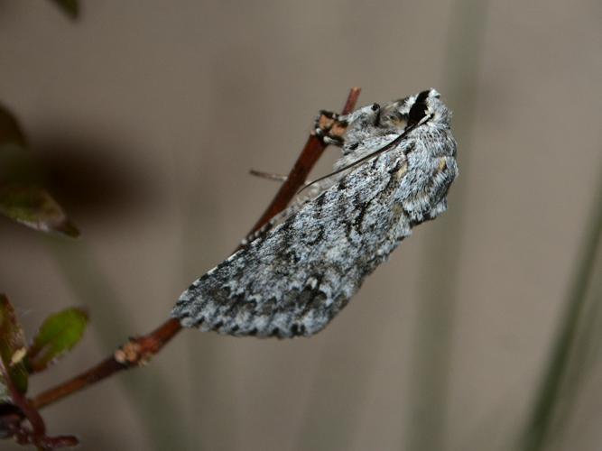 Noctuelle de l'Erable (Arctomyscis aceris) © Christina Bot