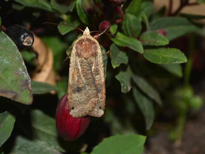 Le Hibou (Noctua pronuba) © Christina Bot