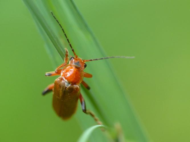 Téléphore livide (Cantharis livida) © Morvan Debroize