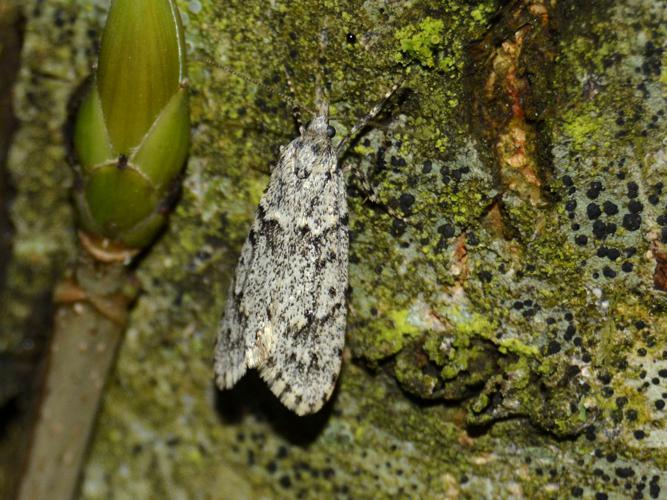 Diurnea fagella, mâle © Christina Bot