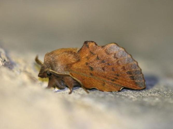 Petite Feuille-Morte (La) (Phyllodesma tremulifolium) © P. Chatard