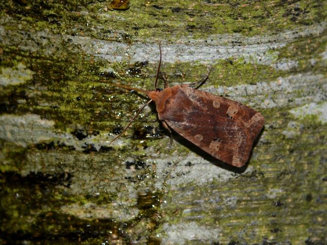 L'Orrhodie érythrocéphale (Conistra erythrocephala) © Christina Bot