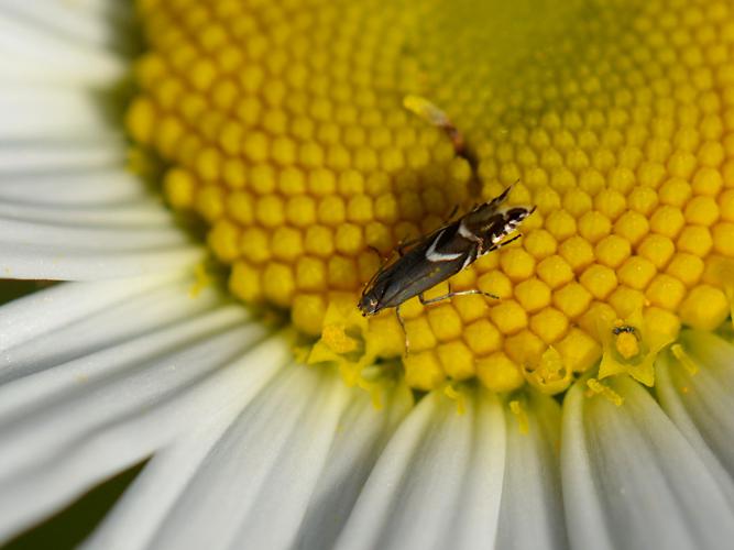 Glyphipterix simpliciella © Christina Bot