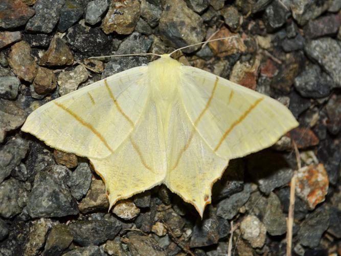 Phalène du Sureau (Ourapteryx sambucaria) © Christina Bot