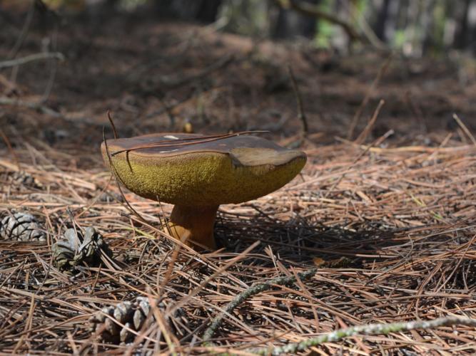 Bolet bai (Xerocomus badius) © Christina Bot