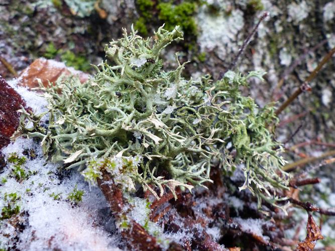 Pseudevernia furfuracea © Morvan Debroize