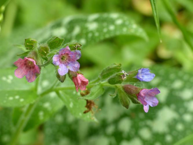 Pulmonaire affine (Pulmonaria affinis) © Morvan Debroize